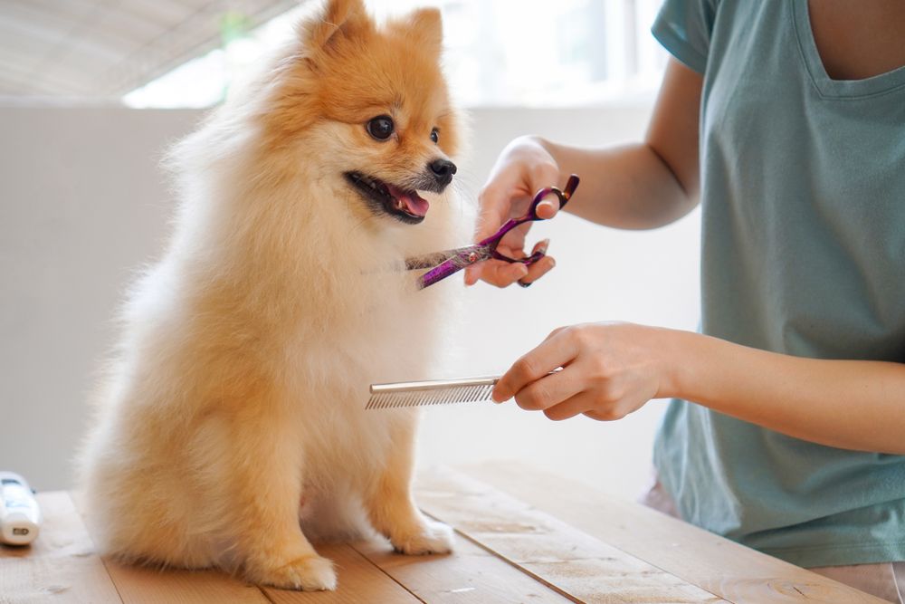 Pet grooming services can help you pet look its best!